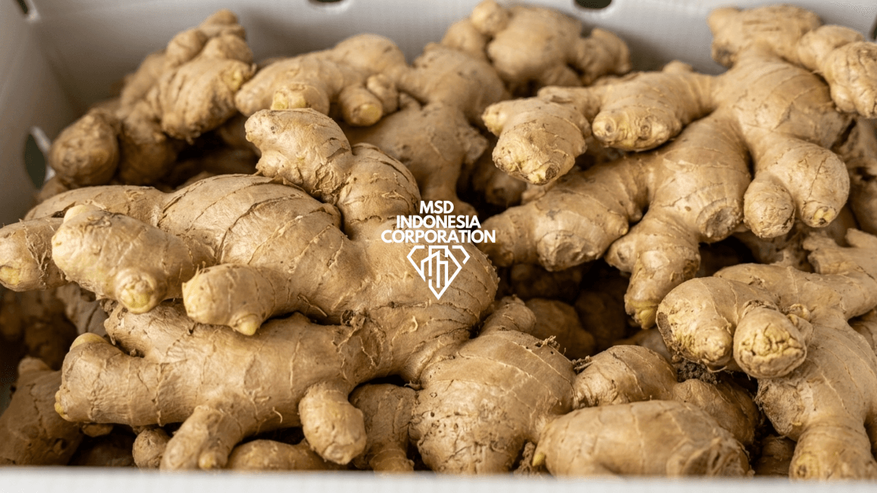 Ginger thumbnail 3